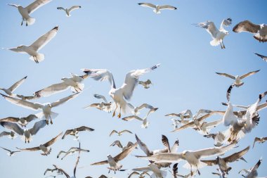 Gökyüzünde kayak yapan martı sürüsü