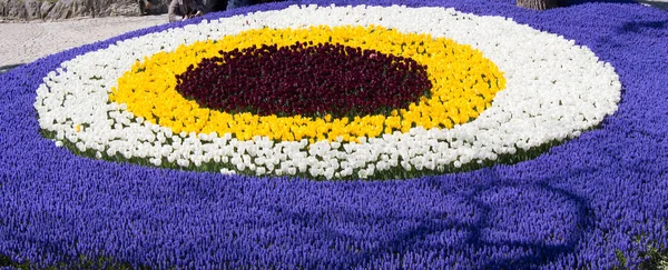 Tulpen blühen im Frühling — Stockfoto