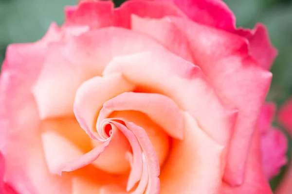 Όμορφο πολύχρωμο τριαντάφυλλο σε μια κοντινή όψη — Φωτογραφία Αρχείου