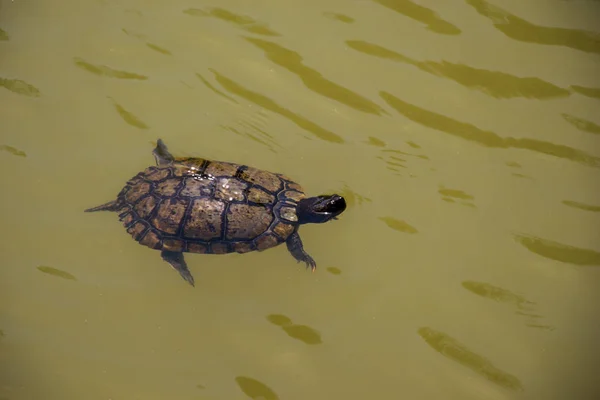Samotny żółw pływanie w jeziorze — Zdjęcie stockowe