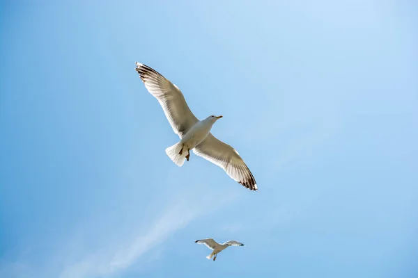 Måsarna flyger i en himmel — Stockfoto