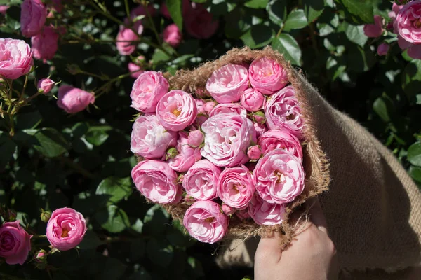 Güzel gül branda ile el sarılmış