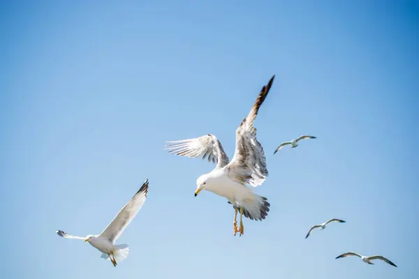 Стая чаек, летающих в небе — стоковое фото