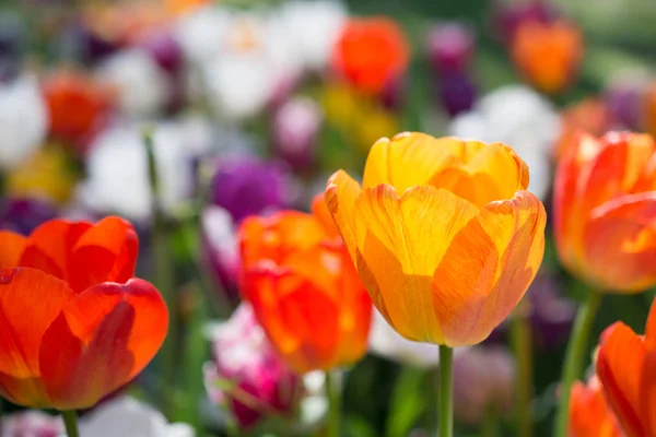 Les tulipes fleurissent au printemps — Photo