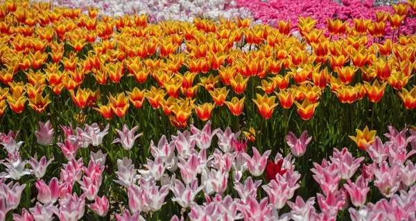 Fleurs de tulipes de couleur rose fleurissent — Photo