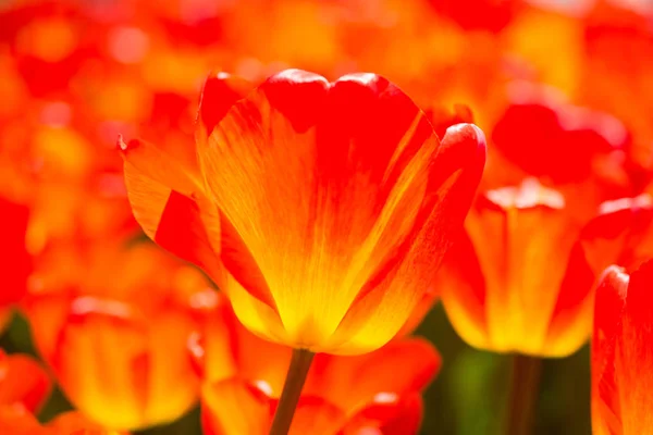Fleurs de tulipes de couleur orange dans le jardin — Photo