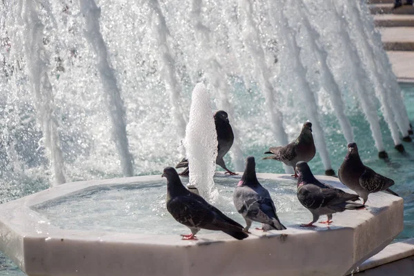 Şehir güvercinleri çeşme kenarında