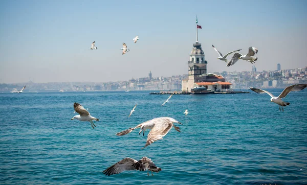 Martı bir kız Kulesi ile gökyüzünde