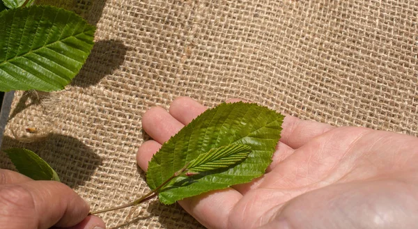 Yeşil elinde tuval üzerine bırakır.