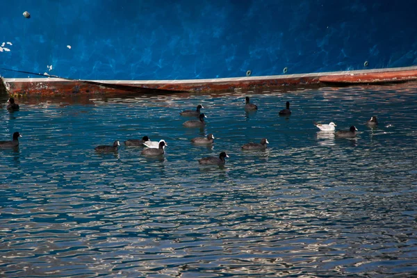 नीले पृष्ठभूमि के साथ पानी पर पक्षी — स्टॉक फ़ोटो, इमेज