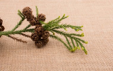 Tuval üzerinde bitki bakla, kapsül ve çam kozalakları