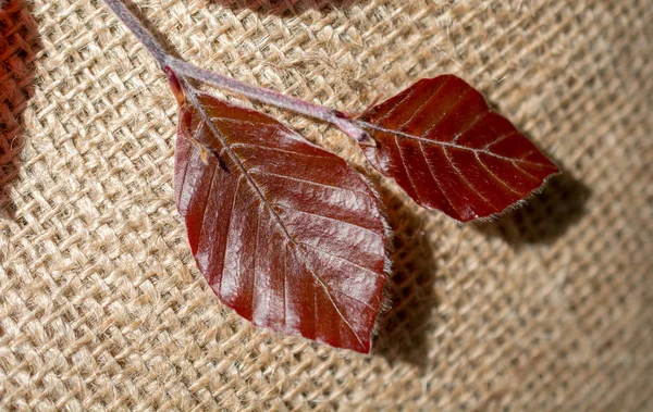 Зелене листя на лляному полотні — стокове фото
