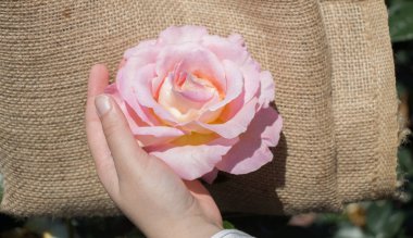 Elindeki güzel taze gül