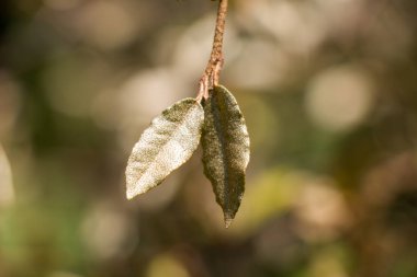 Yeşil bir doğa arka plan üzerinde bırakır