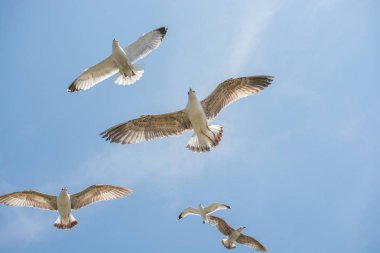 Gökyüzünde kayak yapan martı sürüsü