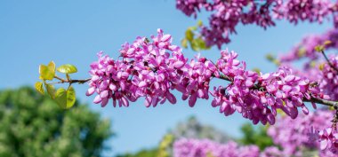 Ağaçlar ilkbaharda çiçek çiçek