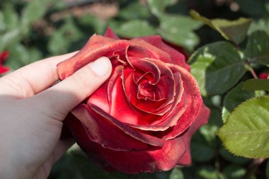 Güzel renkli gül çiçek el