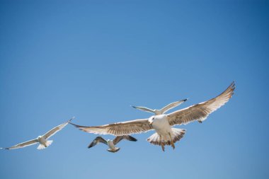 Gökyüzünde kayak yapan martı sürüsü