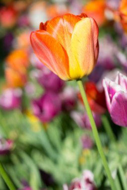 İlkbaharda açan laleler 