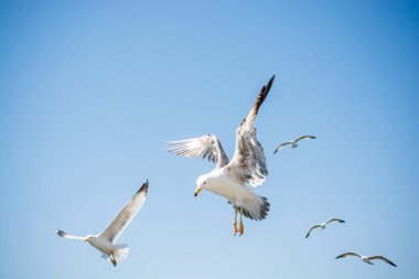 Gökyüzünde kayak yapan martı sürüsü