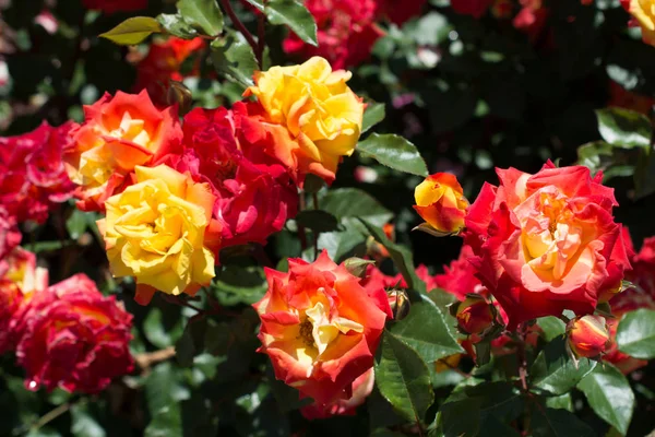 Renkli görüntü vahşi bahar çiçek çiçeklenme