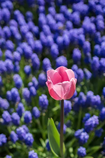 Kwiat pojedynczy Tulip w sezonie wiosennym — Zdjęcie stockowe