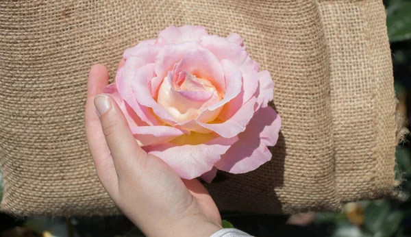 Elindeki güzel taze gül