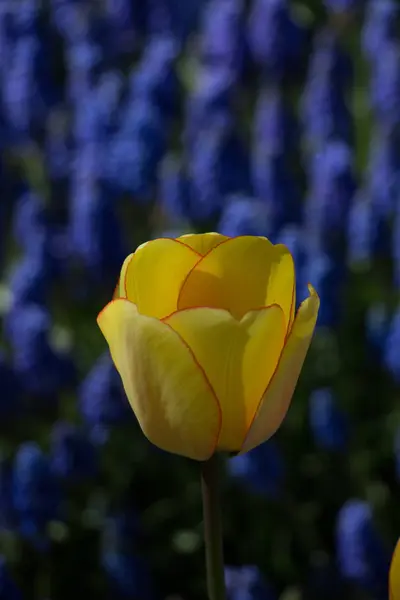 Kwiat pojedynczy Tulip w sezonie wiosennym — Zdjęcie stockowe