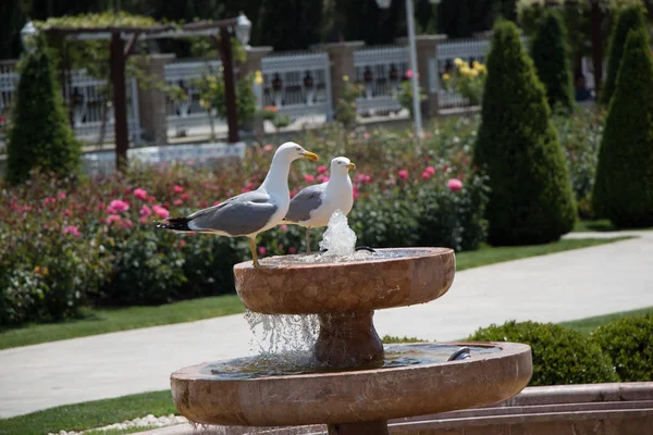 Чайки в парке — стоковое фото