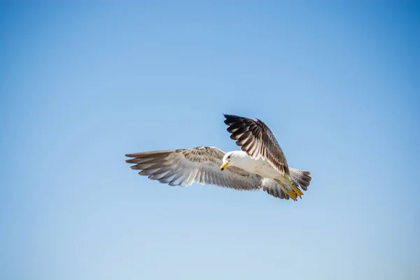 Gabbiano solo che vola in azzurro un cielo — Foto Stock