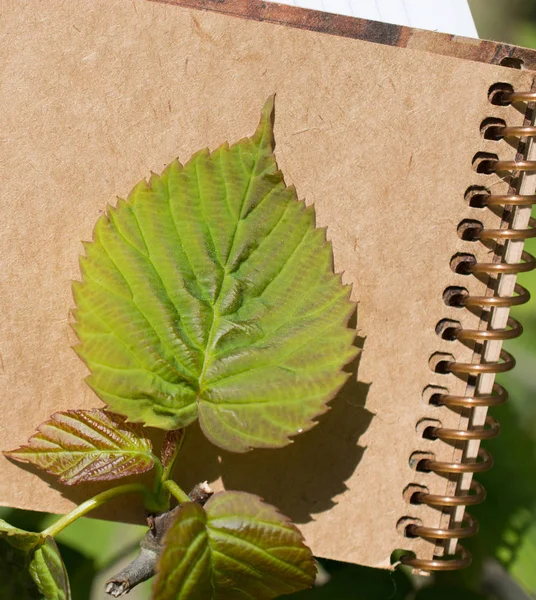 Kahverengi bir arka plan üzerinde yeşil yaprakları