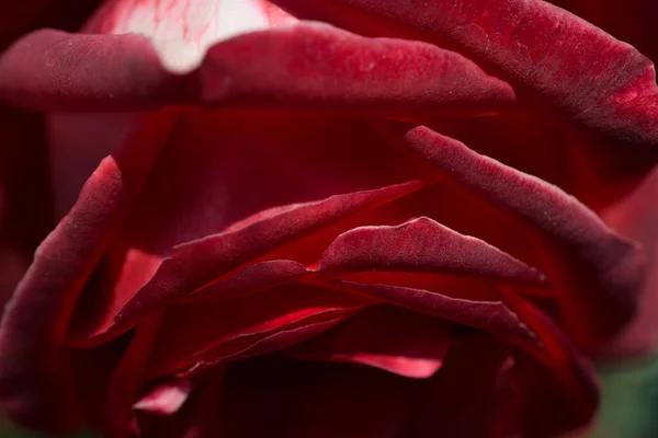 Hermosa flor de rosa colorida en el fondo del jardín — Foto de Stock