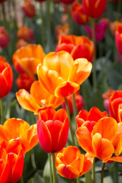 Orangefarbene Tulpenblüten im Garten — Stockfoto