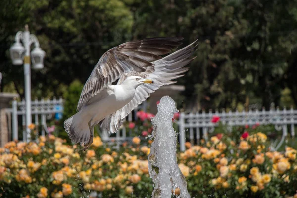Одинарна чайка біля фонтану — стокове фото