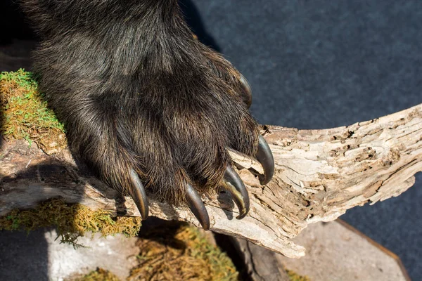 Pata de oso negro con garras afiladas — Foto de Stock