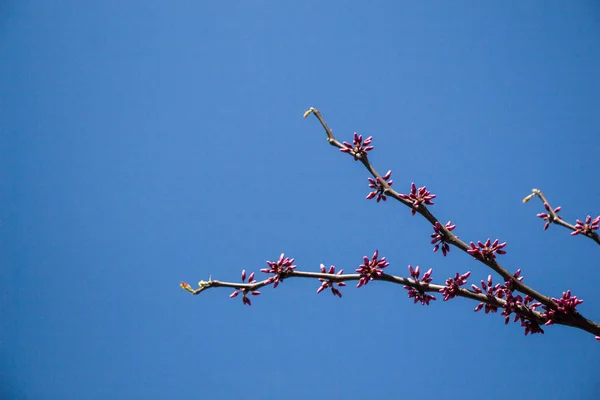 Квіти цвітуть навесні на деревах — стокове фото