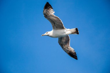 Mavi bir gökyüzü uçan tek martı