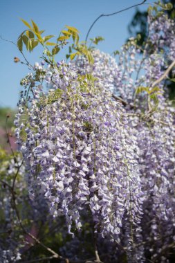 Ağaçlar ilkbaharda çiçek çiçek