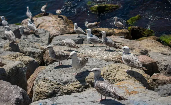 Deniz kıyısında martılar bulunur.