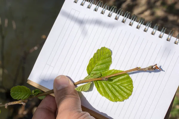 Bir not defteri sayfası üzerinden ağaç yaprak