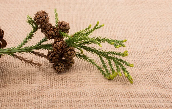 Tuval üzerinde bitki bakla, kapsül ve çam kozalakları