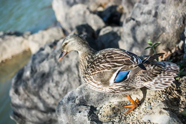 Wild duck  beside the pond — Stock Photo, Image