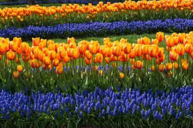 Portakal rengi Lale Çiçek bahçesinde