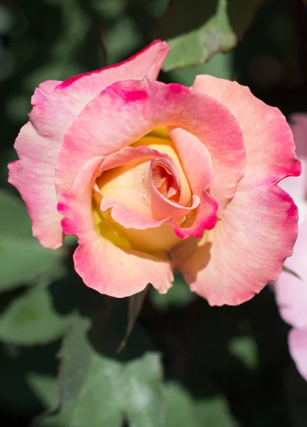 Belle fleur de rose colorée — Photo