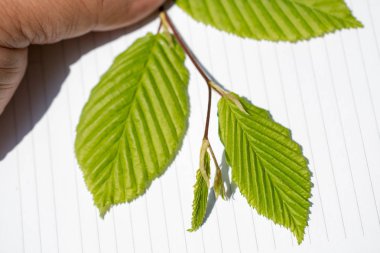 Eline bir defter sayfası bırakır