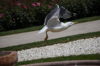 Parkta gül taşıyan tek bir martı.