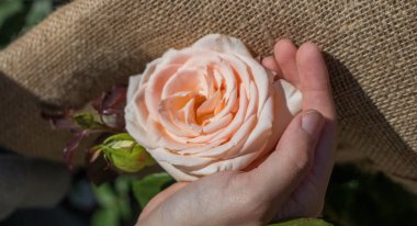 Elindeki güzel taze gül