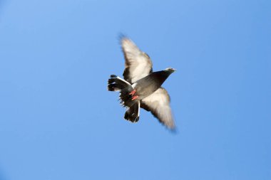 Havada uçan tek güvercin 