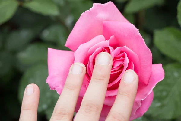 Mooie kleurrijke Rose Flower in de hand — Stockfoto