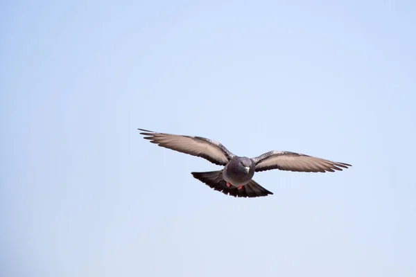 Летящий в воздухе одинокий голубь — стоковое фото